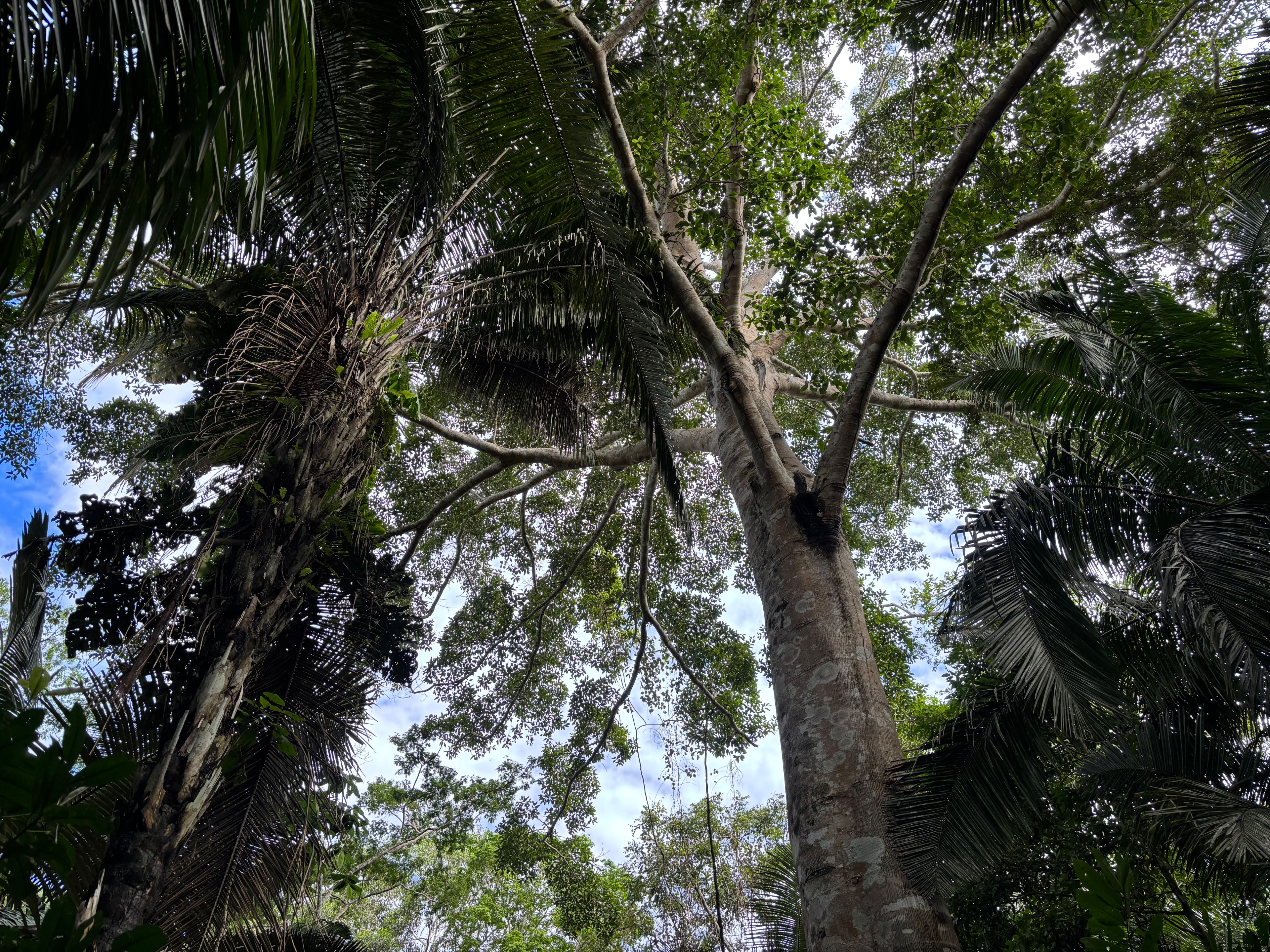亚马逊雨林的一个保护区