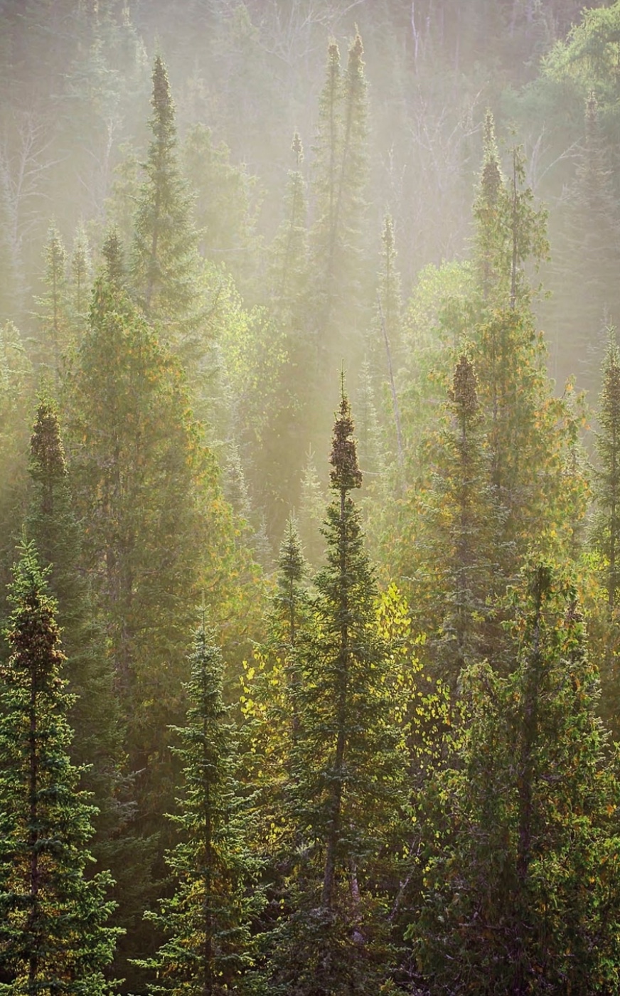 North American Boreal Forest