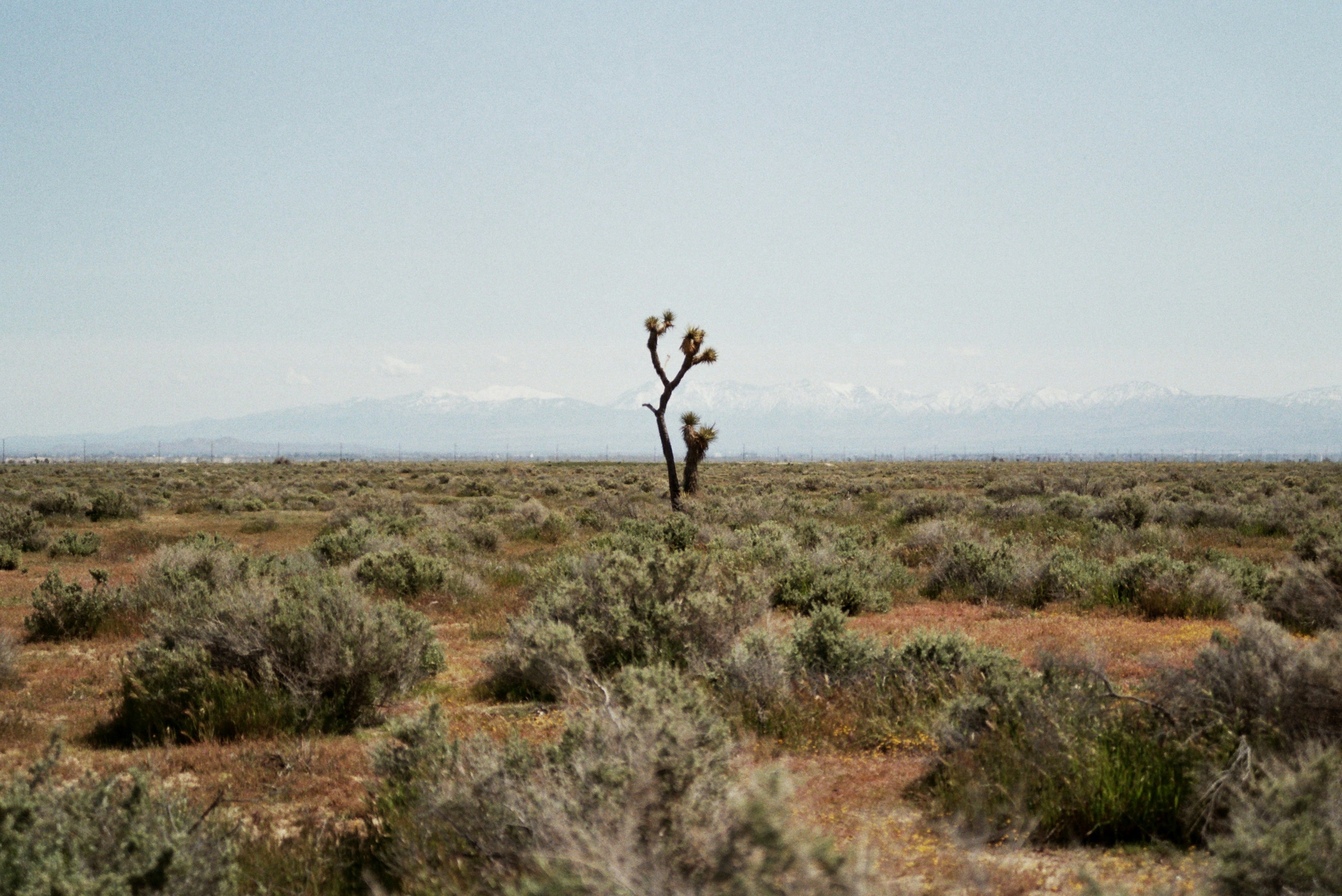 The Mojave Desert