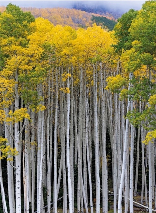 Pando Aspen Grove