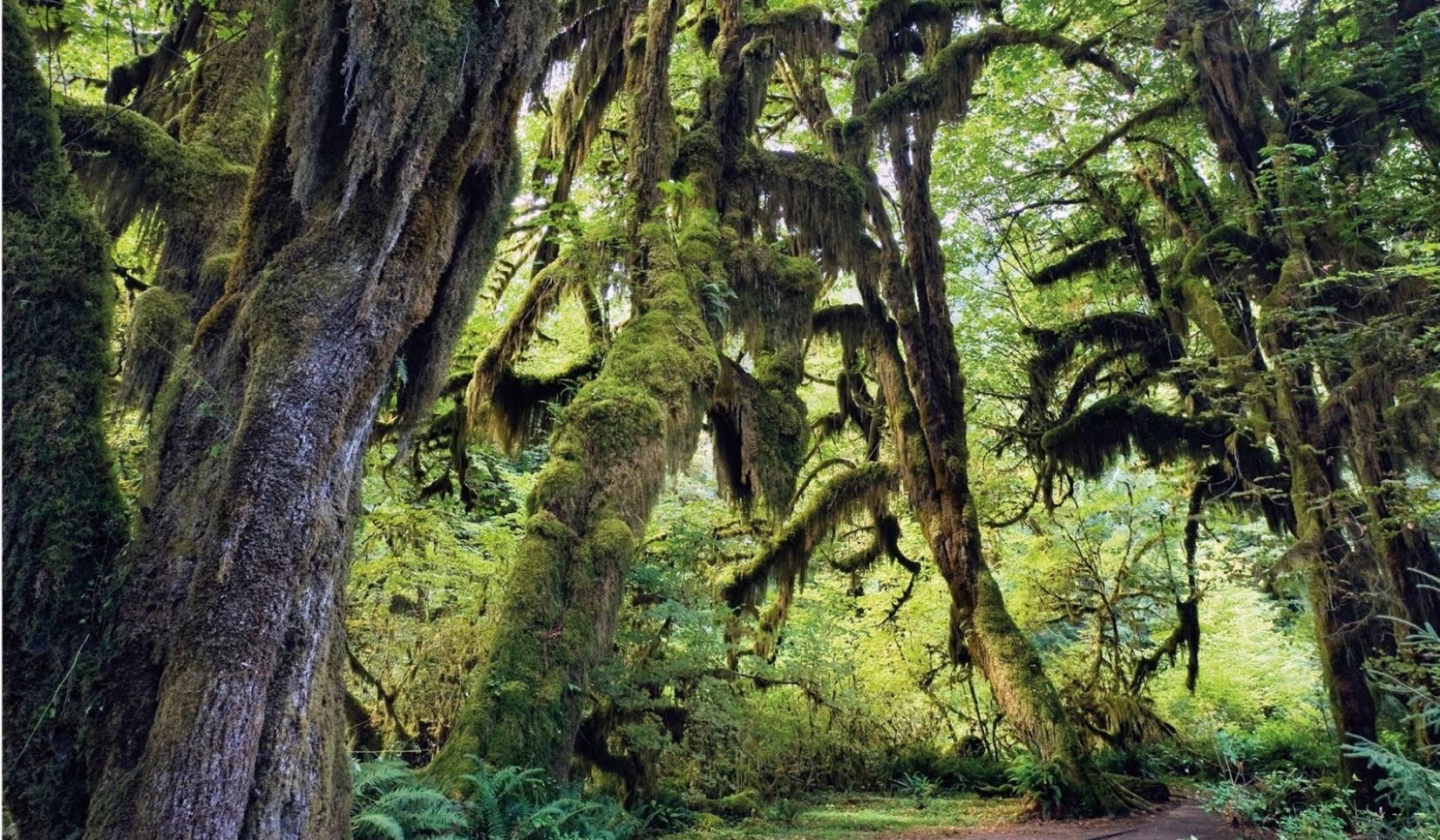 Pacific Northwest Rain Forest