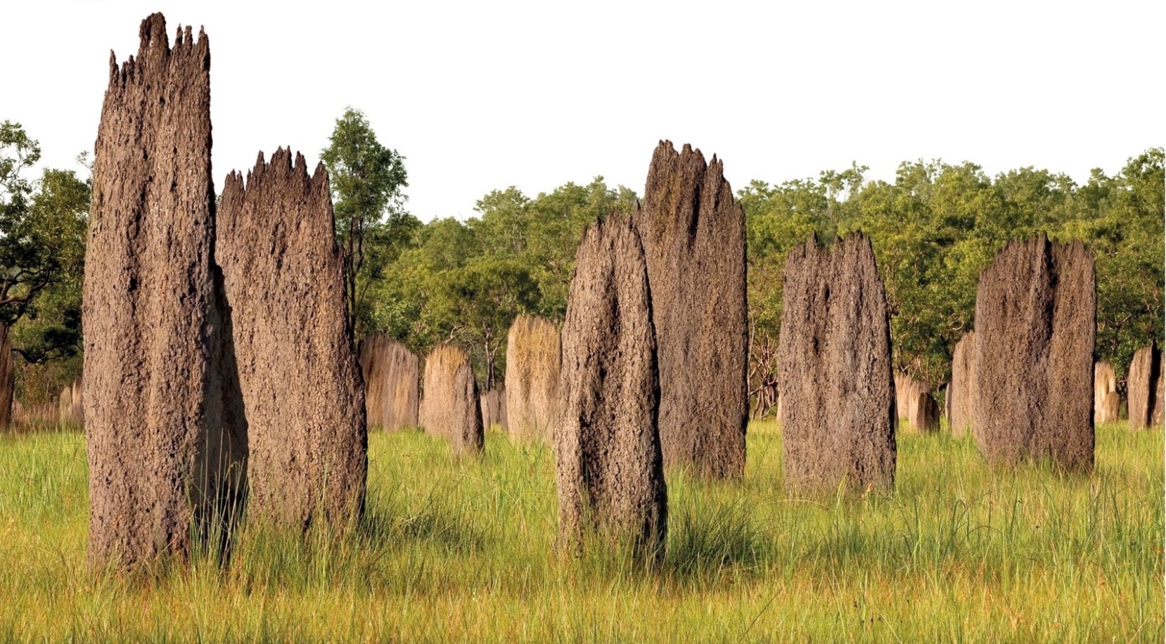 The North Australian Savannas