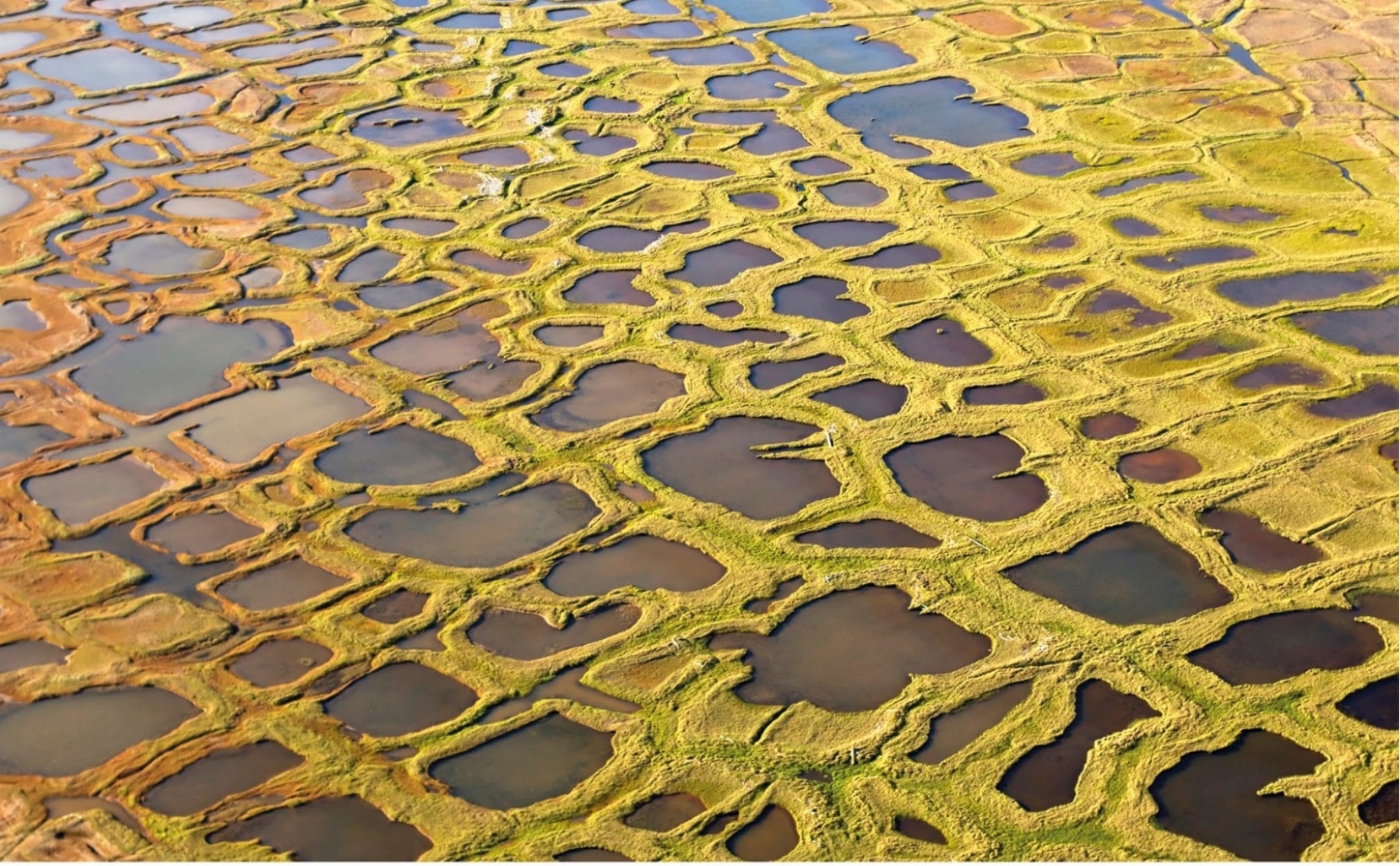 North American Tundra