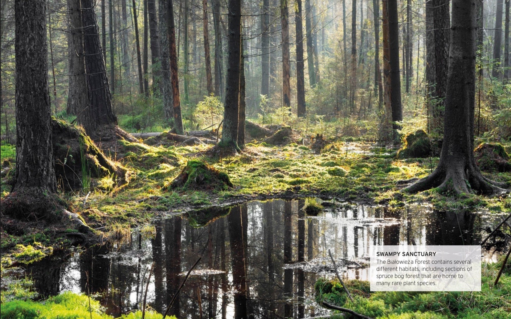 The Białowieża Forest