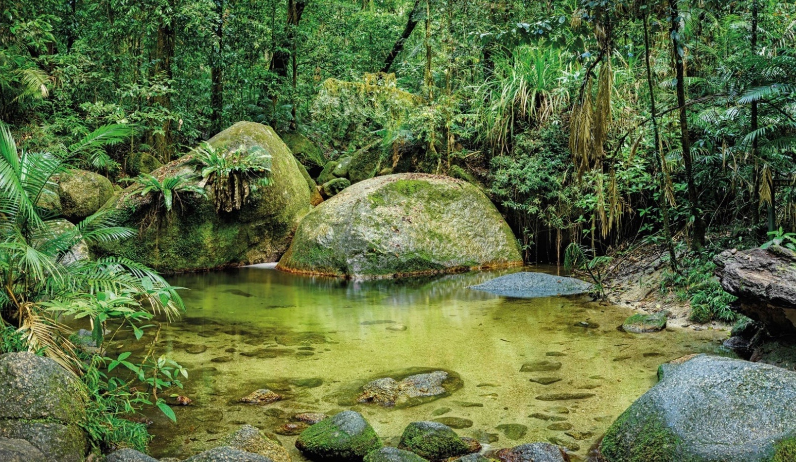 The Daintree Rainforest