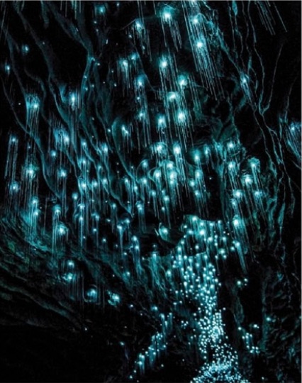 Waitomo Caves
