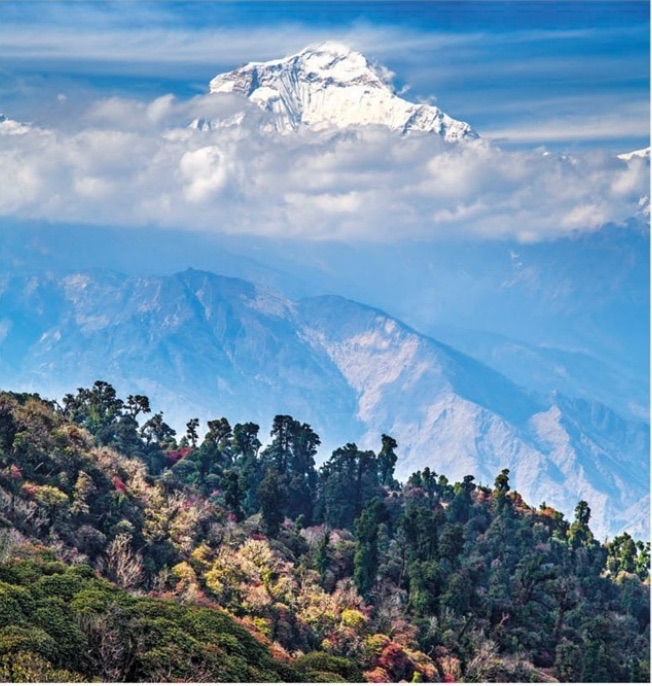 Eastern Himalayan Forest