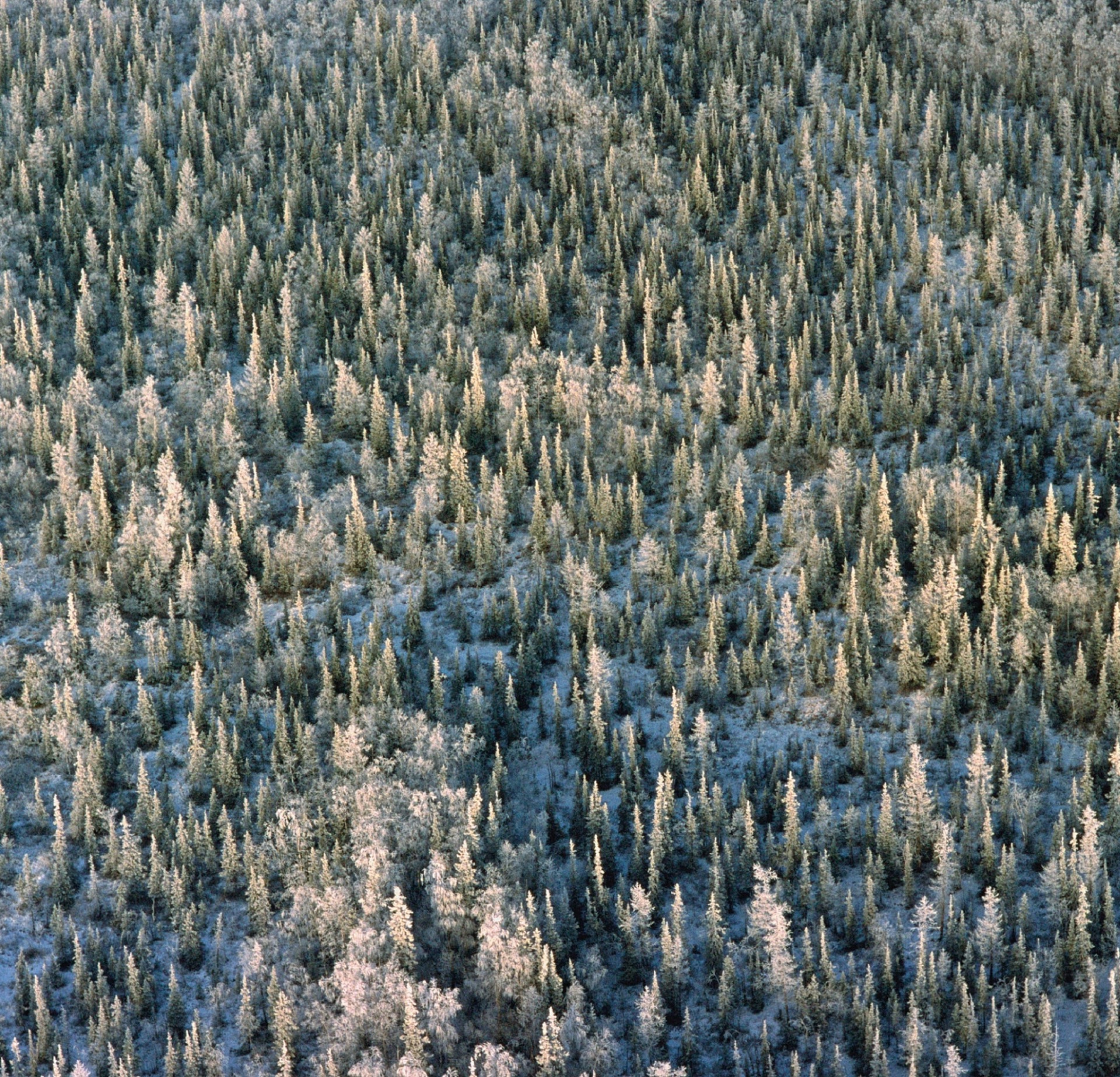 Siberian Taiga