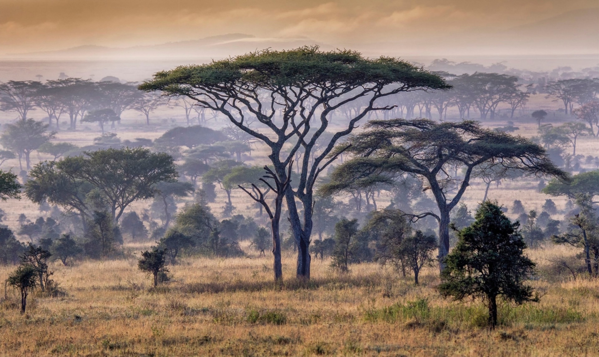 The Serengeti