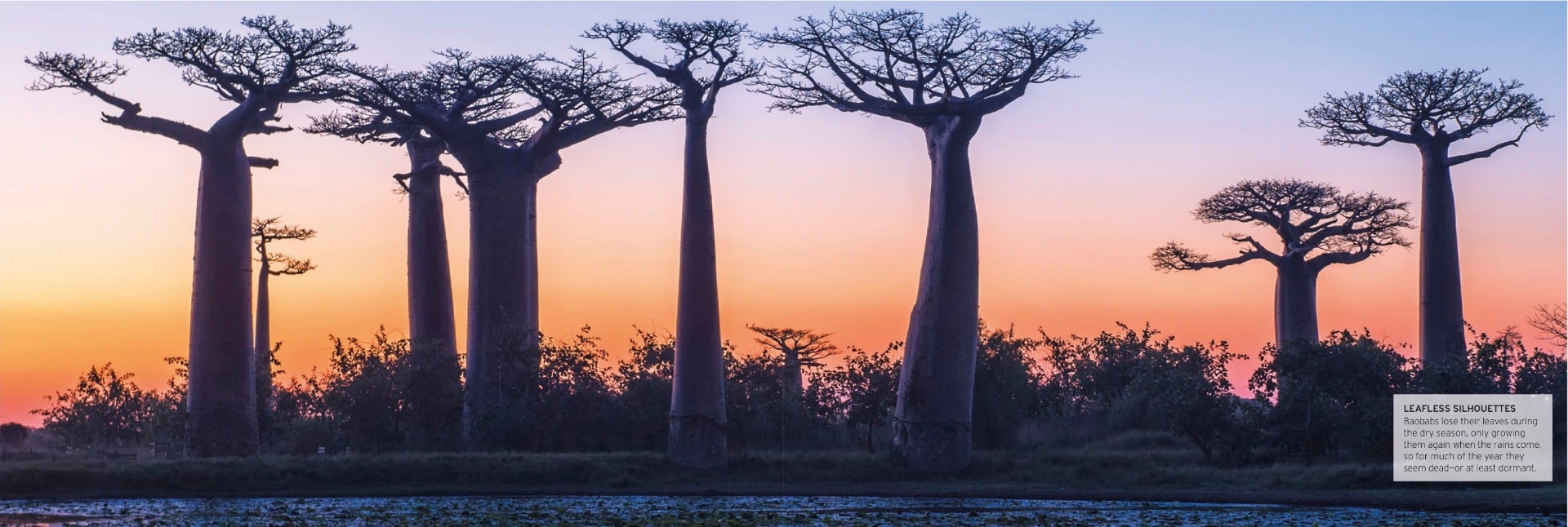 Madagascan Dry Forest