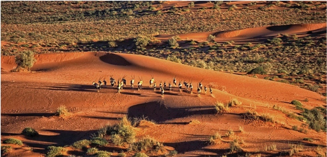 The Kalahari Desert