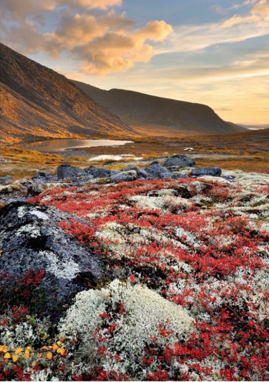 Kola Peninsula Tundra