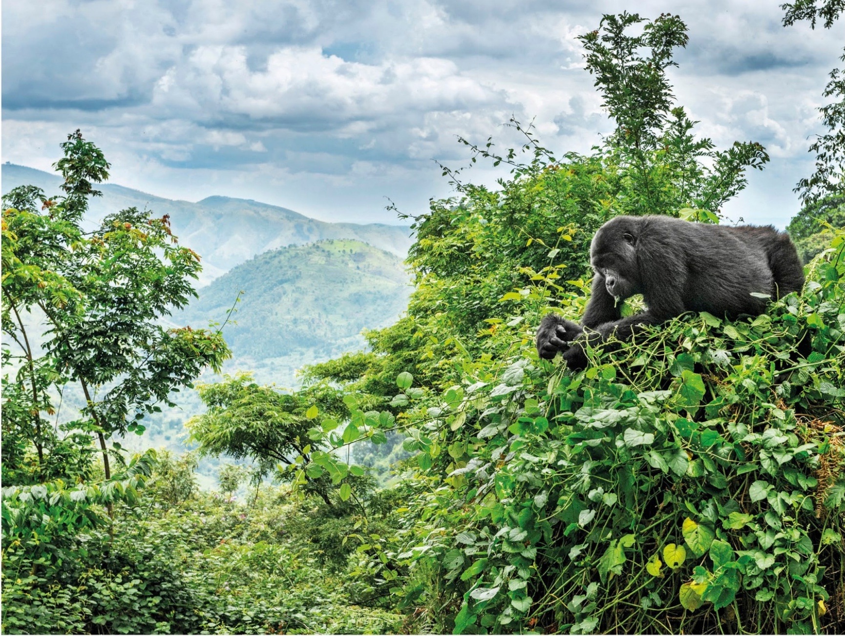 The Congo Rain Forest