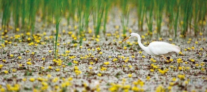 The Hortobágy Wetlands