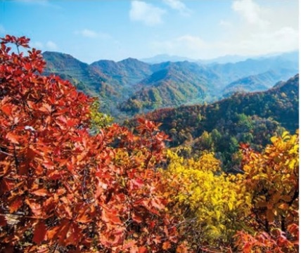 Upper Yangtze Forests