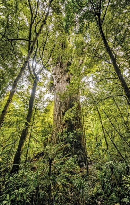 Waipoua Forest