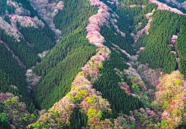 Taiheiyo Montane Forest