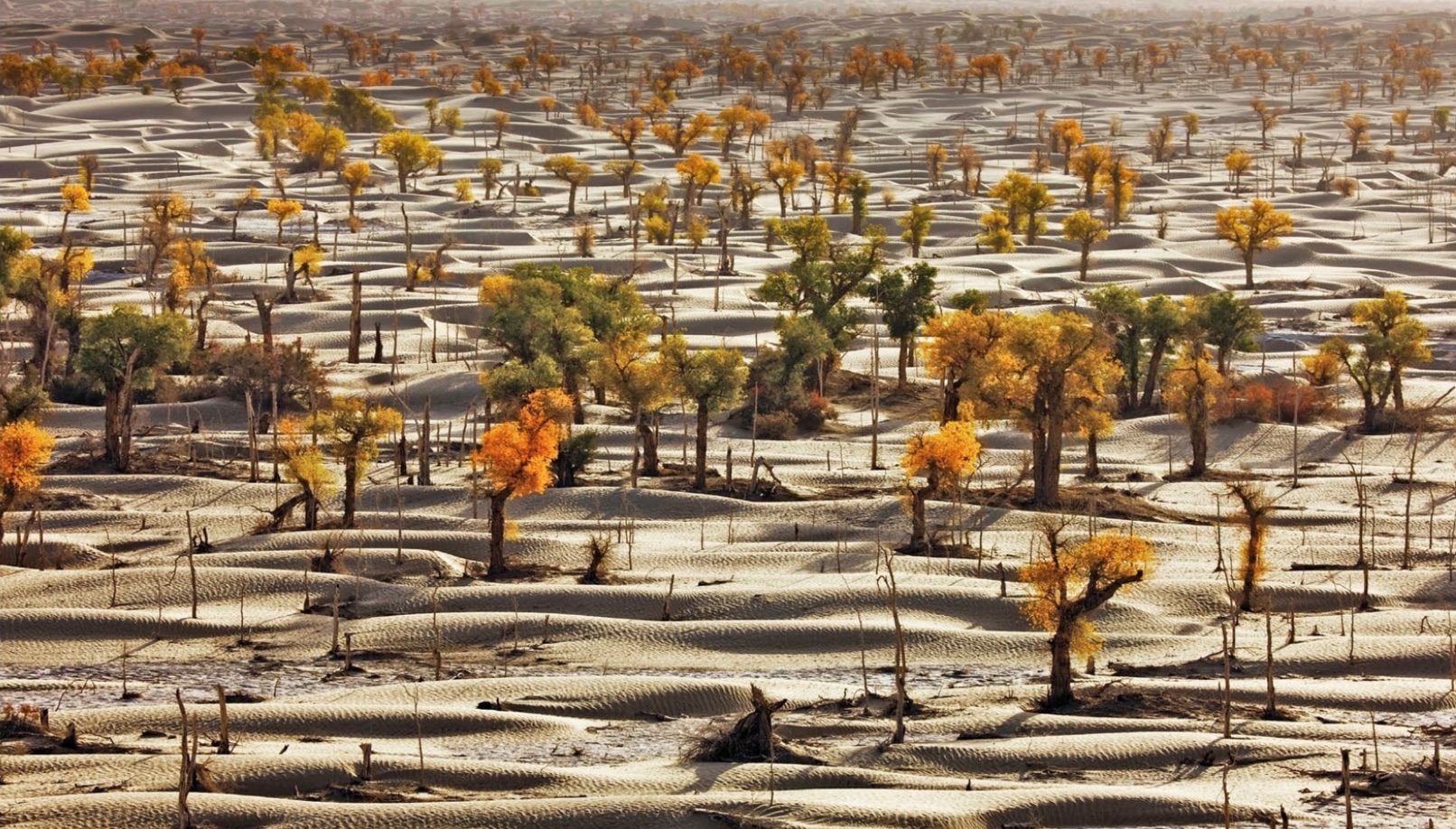 The Taklamakan Desert