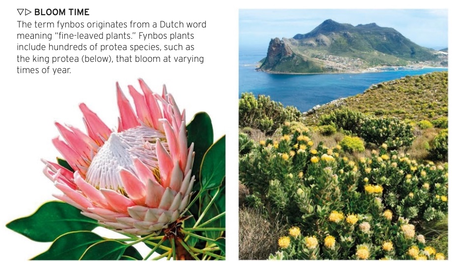 The Cape Floral Region