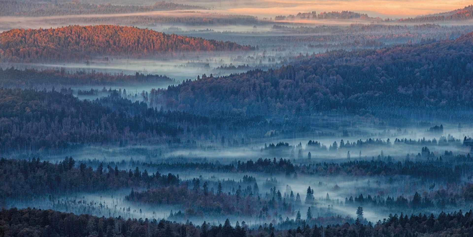 The Bavarian Forest